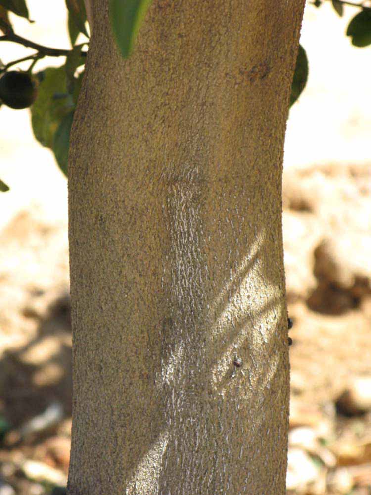            Bark (Riverside, CA)   